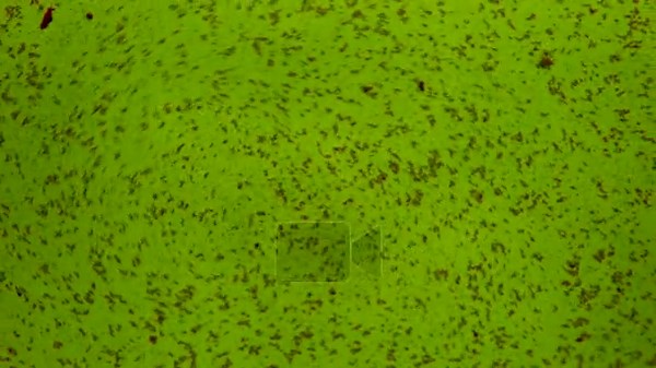 Defocused blurred background of green water texture with scattered dark paint particles. Concepts of science, laboratory and pharmaceuticals, ecology and agriculture, food, beauty and creative industries Stock Video Footage - Alamy