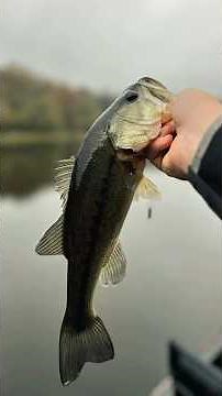 Some good fishing. Not the biggest by any means but had a great time