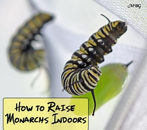 How To Raise Monarch Butterflies Indoors: 21 Survival Tips
