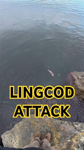 Lingcod Attacks Rockfish at the South Jetty - Craziest Thing I’ve Seen