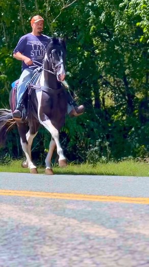 Handsome, stylish and fancy Spotted Saddle Horse gelding available at McNatt Farm … #bojanglesbred #horsereels #horsenation #horseblogger #equestrianlife #spottedsaddlehorse #gelding #fancy #rack #Rackon #gaitedhorse @highlight | Ashley Jean
