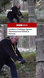 🎄Trafalgar Square’s Christmas tree has been chosen and today it was felled in Norway! That tree will now start its journey to Trafalgar Square in the heart of London where it will stand proud. What do we know about the tree? Well, it’s normally a Norwegian spruce and stands about 66ft (20m) tall and decorated with vertical lights. Londoners haven’t always been complimentary of this gift in previous years - the tree has been criticised by some for all sorts of reasons, with some saying it looked