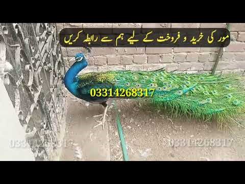 03314268317 | peacock for sale | blue shoulder peacock | black shoulder peacock & chicks