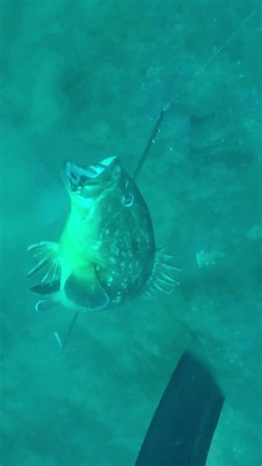 pesca un mero a 40 metros de profundidad con José Carlos Saez