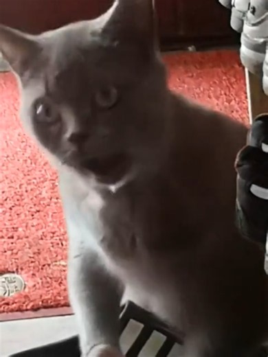 British Shorthair Hairball Laughing Performance
