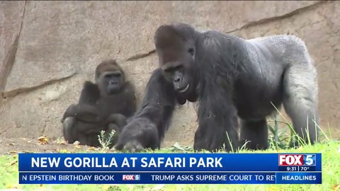 Silverback gorilla Paul Donn has joined the troop at the Safari Park