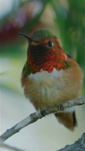 Forgotten Memories Waltz No.562 (Original Composition)