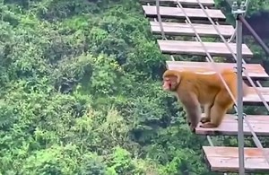 “大师兄”在山间高空桥上，来回蹦跳如履平地，网友：不恐高么