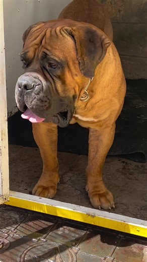 Powerful Boerboel Dog: Heavyweight KO