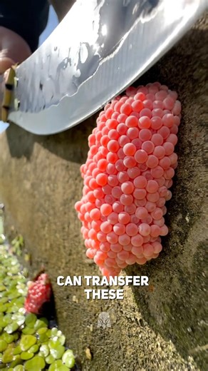Why You Should Never Ignore These Pink Eggs.