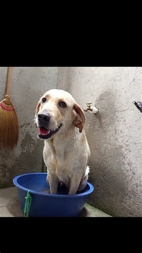 Labrador during extreme heat