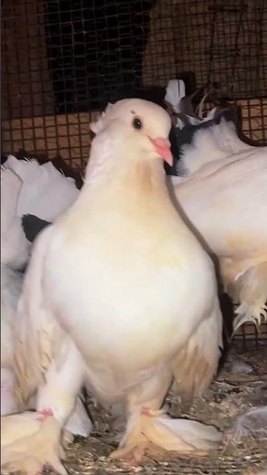 pure white pigeons on the farm #pigeons #pigeon