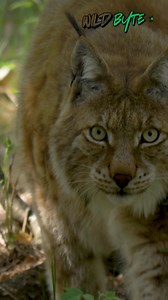 Why does the wild lynx move without making a single sound in the forest? #LynxFacts #SilentHunter #ForestGhost #NatureSuperpowers #WildlifeSecrets #MindBlowingNature #StealthPredator #GhostOfTheForest #SilentSteps #fblifestyle | WildByte