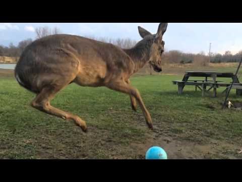 Baby Deer Can't Figure Out How to Play With a Ball