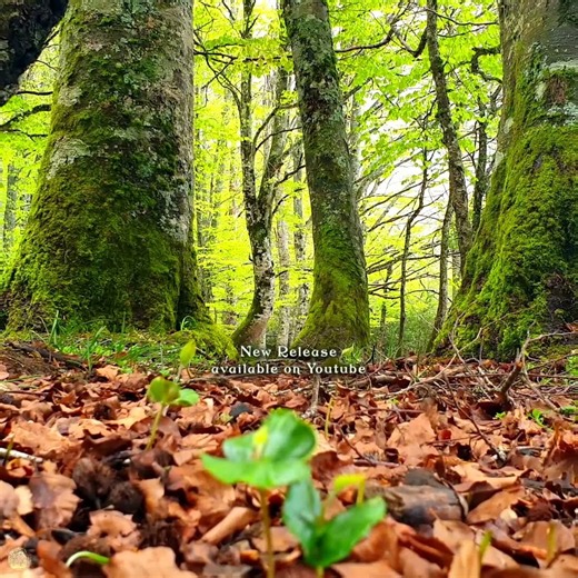Feel Good Healing Forest Sounds & Birds Singing🌳🌞Forest Therapy for your Morning Routine | New Video