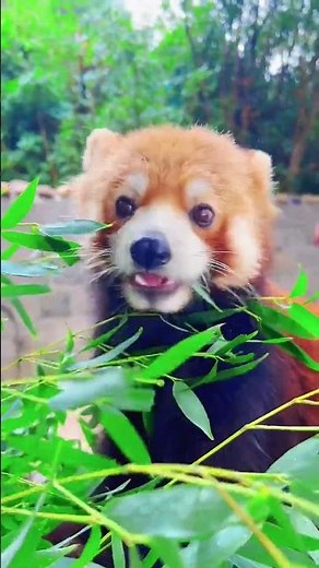 Unveiling the Red Panda's Bamboo Diet