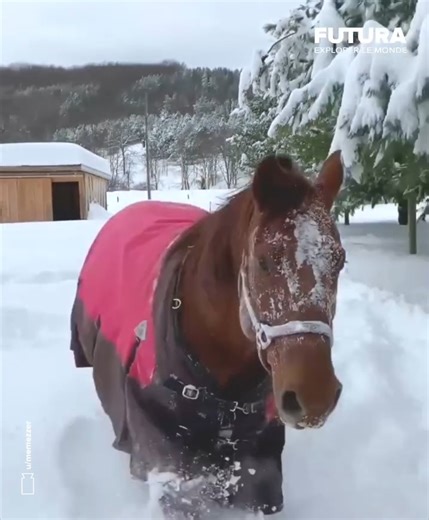 La réaction d'un cheval quand ce dernier semble découvrir de la neige fraîche pour la première fois. 🐎 Le cheval peut aussi anticiper la venue du froid grâce à l’influence de la quantité de lumière naturelle qui agit sur son système biologique. Une alimentation de foin (difficilement digestible) et l’absorption de neige peut mener à la colique... Même si le cheval est un animal fait pour vivre dehors et pour résister au froid, il ne faut pas oublier que tous les chevaux ne possèdent pas la même