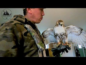 Manning a Passage Red Tailed Hawk for Falconry Day 1 - ACR Outdoors