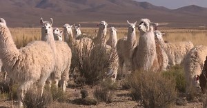 El Chaku: una técnica milenaria de esquila que se sigue utilizando en la actualidad