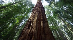 Robert Redford gives The Redwood a voice. #NatureIsSpeaking #EarthDay | Conservation International
