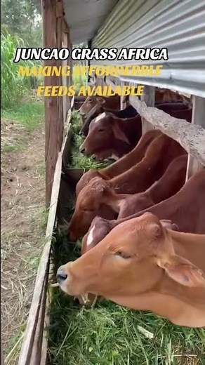 Juncao Grass Technology. The game changer in Animals feeds availability.