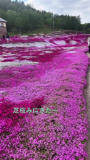 ＃倶知安＃三島さん家の芝桜＃芝桜