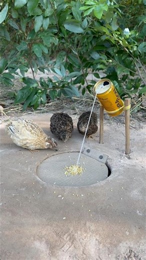 Easy DIY Bird Trap - Quail Trap #shorts