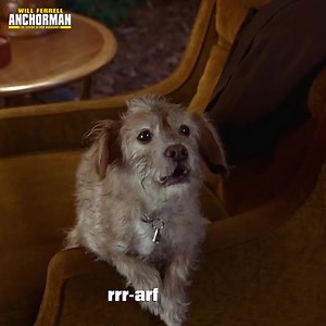97K views · 2.2K reactions | Time for a heart-to-heart with your pup on National Dog Day. | Anchorman | Facebook