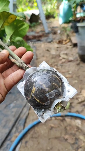 Air Layering Fruit Tree & Plant Care