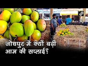 Jodhpur में बढ़ी आमों की आवक, कम हो सकते हैं दाम | Hindi News