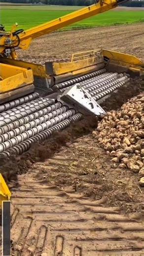 Sugar Beet Harvesting: Efficient Machinery in Action!