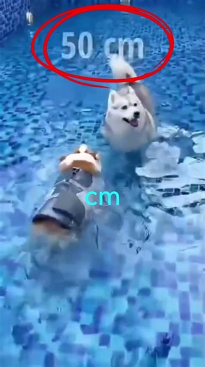 This owner tested his two dogs in the pool... 😂🏊‍♂️ #shorts