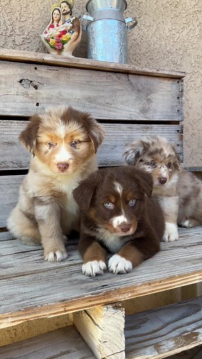 Red Tri & Red Merle Mini Australian Shepherd Puppies