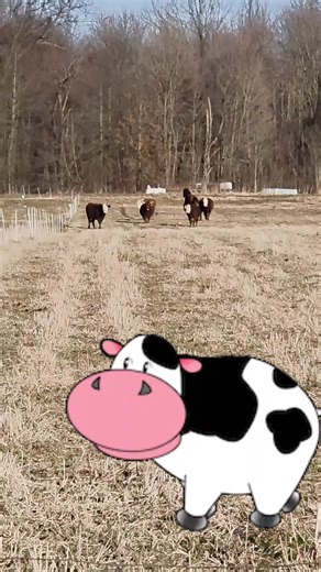 So I told you the other day we were chased by cows. We went on a walk to the woods mom called it. Never made it to woods. But walked past the field. And those cows and Noah (horse) had to know what we were doing. mom got worried when the were all running. So we left and called Curt to make sure they would stop. 3-2 #corgis #corgipuppy #corgisoftiktok #corgi #corgilove