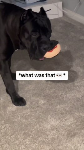 Big dog runs amok causing chaos around the house