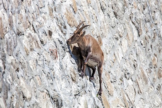 Just how on Earth are ibex able to scale vertical, sheer cliff faces?The secrets behind their seemingly impossible climbs | Discover Wildlife