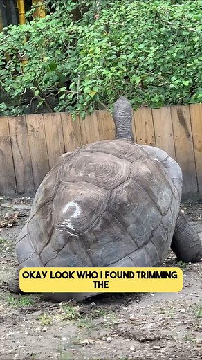 Did you know that tortoises can feel the vibration through the ground? They have very poor hearing, really good eyesight, and a very good sense of smell, but they can "hear" vibrations through the ground. They always amaze me. Did you like this fun fact about tortoises? | Florida Iguana and Tortoise Breeders