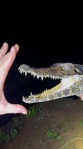 #wildlife #viralreelschallenge #funnyvideos #everglades #educational #reels #adventure #cute #swamp #animals #snakes #rainforest #forest #jungle #river #snake #explore #discovery #facebookreel | Garrett Galvin