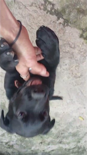 prende o cachorro comadre rai.18.04.2026.