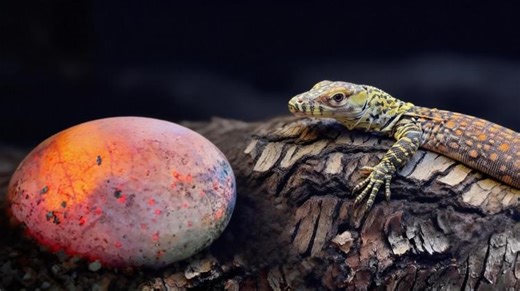 China records first parthenogenetic birth of world's largest lizard