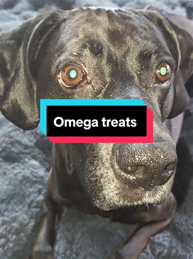 The tiny bead treat that supports your dog’s skin, joints, and heart....@Pet Health