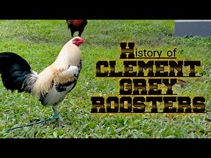#clementgrey#hatchgrey History of CLEMENT GREY ROOSTER.
