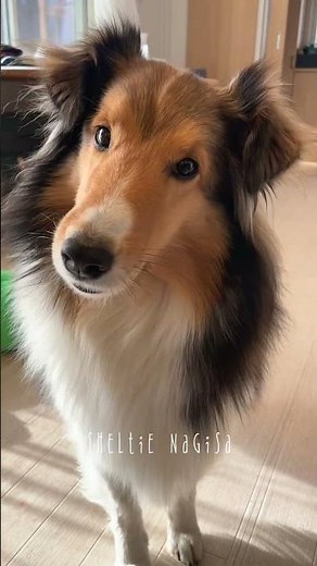 Talkative Sheltie 😊✨