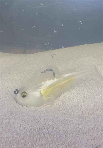 This swimbait is ready to get crushed this time of the year! @Eddie's Bait Company #tiktokshopcreatorpicks #fishing #swimbait #bassfishing #fishinglife