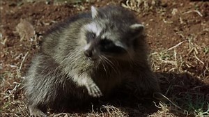 Rascal (1969) (1080p)🌻 Movies