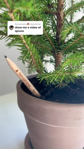 Growing a Christmas Tree from a Plantable Pencil | Saara Herbal Fresh