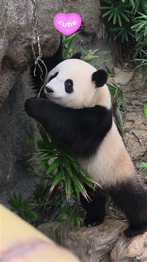 回顧20260715加加公主長20260719 #大熊貓加加得得 #panda