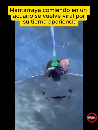 Instante Viral on Instagram: "Un video muestra a mantarrayas alimentándose por filtrado de plancton en un acuario. Su forma plana y la boca abierta al succionar comida llevó al autor a compararlas con “ravioles felices”, desatando ternura y risas en redes. El clip mezcla humor con ciencia: estas especies filtran enormes cantidades de agua para capturar microorganismos, convirtiendo la escena en un meme educativo. 👉 ¿Te parecieron adorables o rarísimas? Opina en los comentarios."
