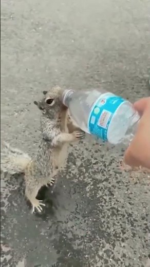 Motivation short movie of squirrel, Embrace Determination and Hard Work