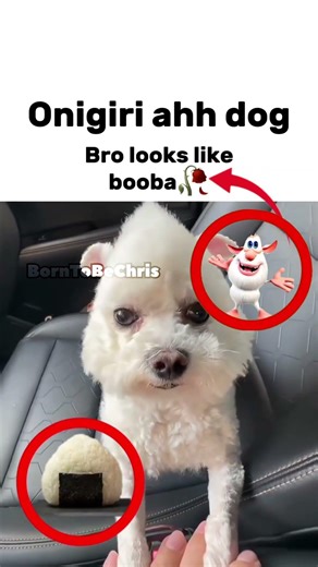 Bro looks a Booba 🥀 #catmeme